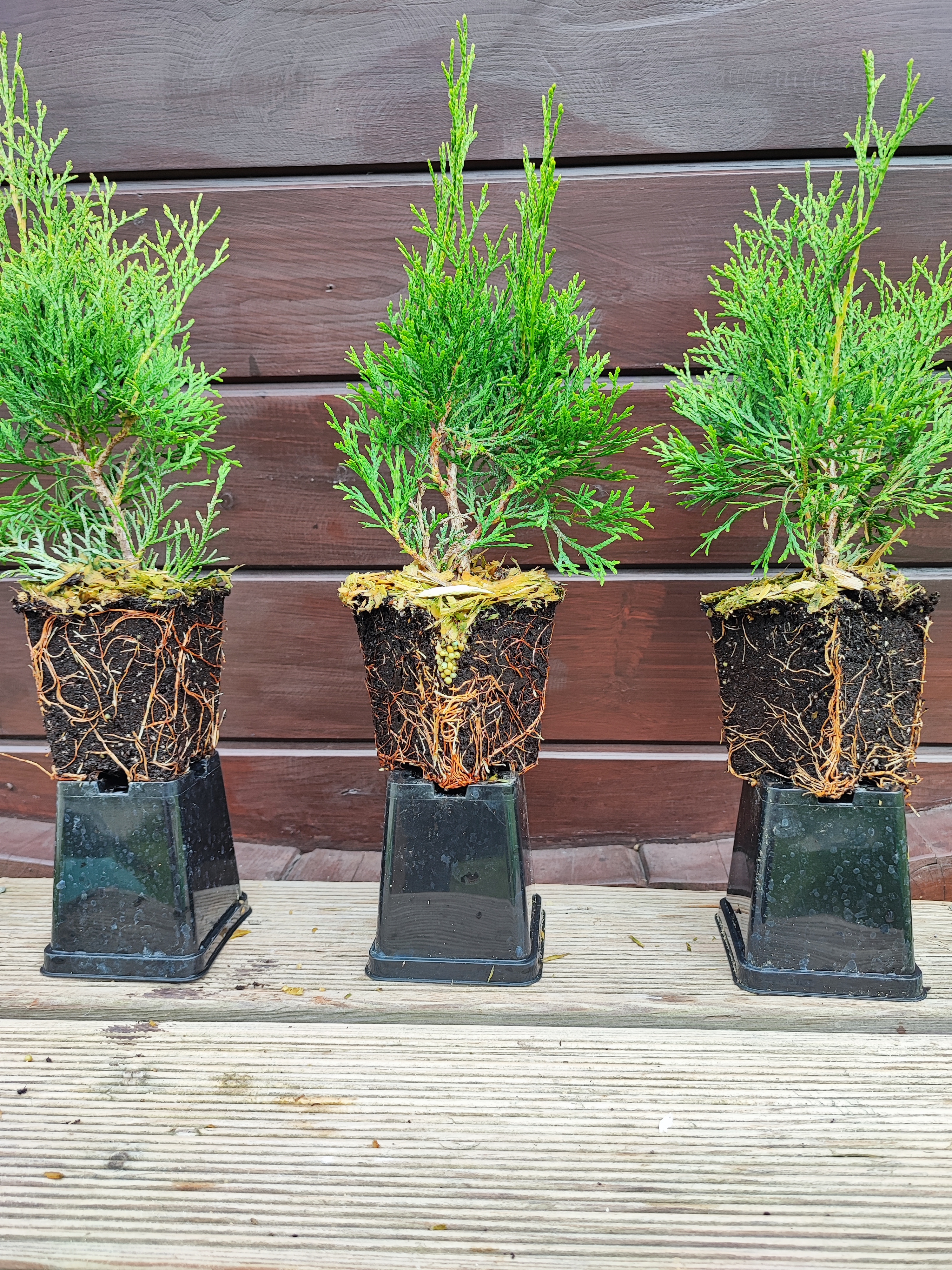 Превью изображения