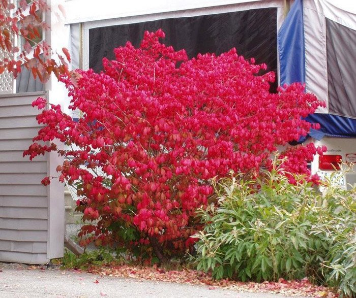 Превью изображения