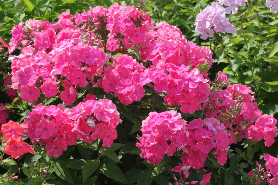 Превью изображения