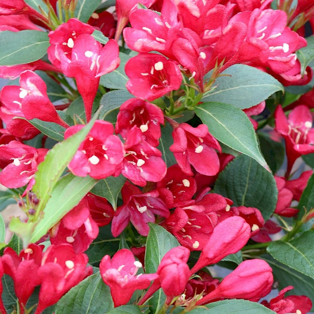 Превью изображения