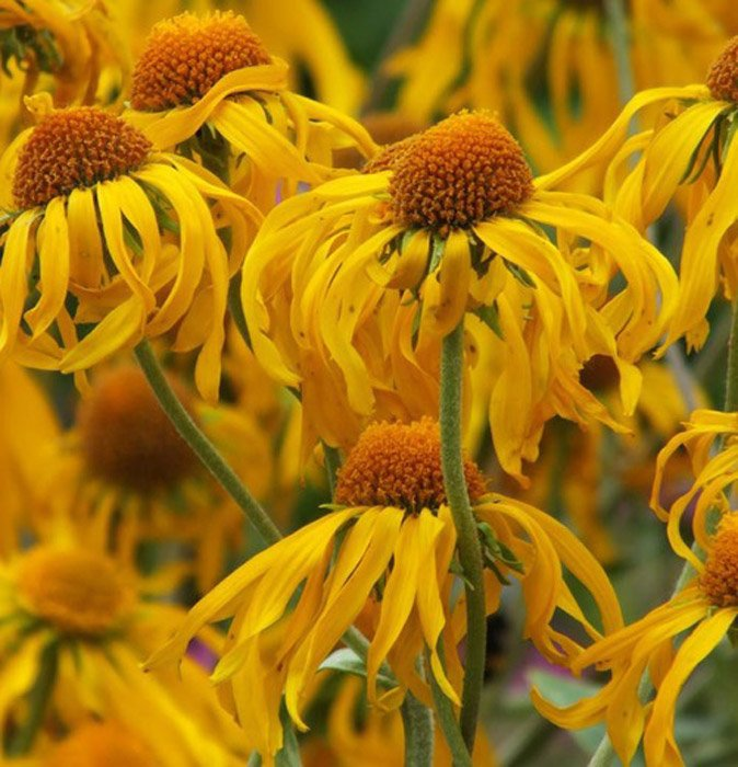 Превью изображения