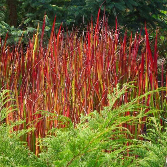 Превью изображения