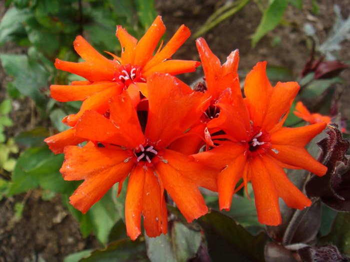 Превью изображения