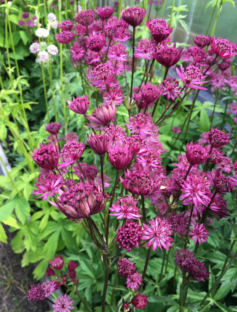 Превью изображения