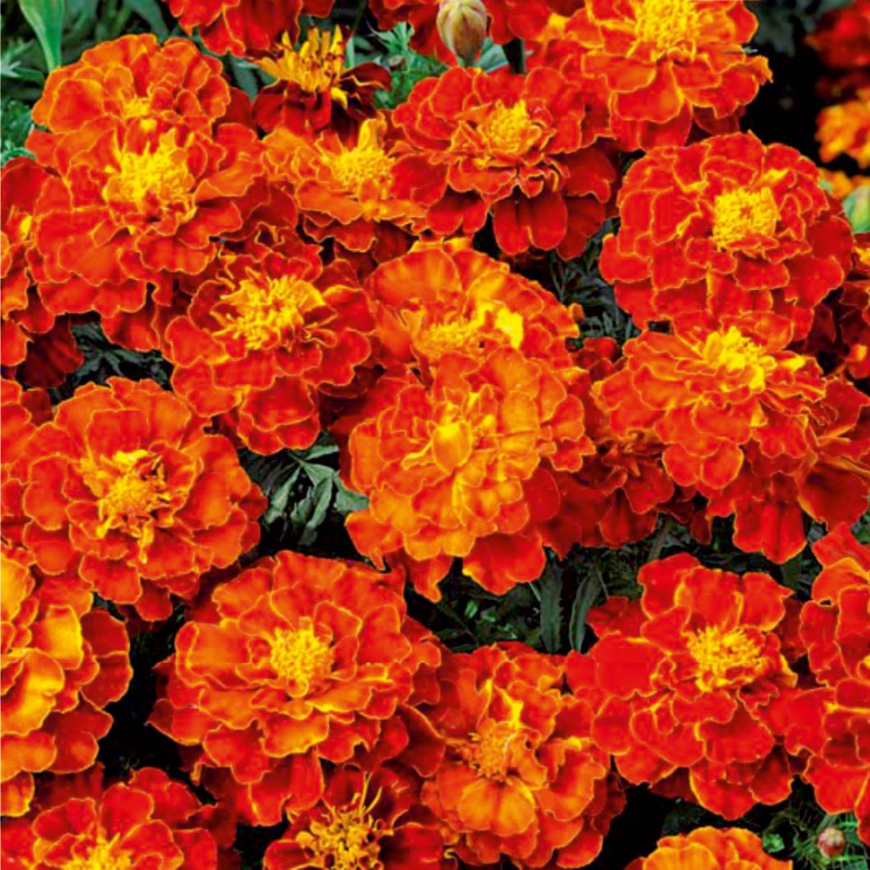 Превью изображения