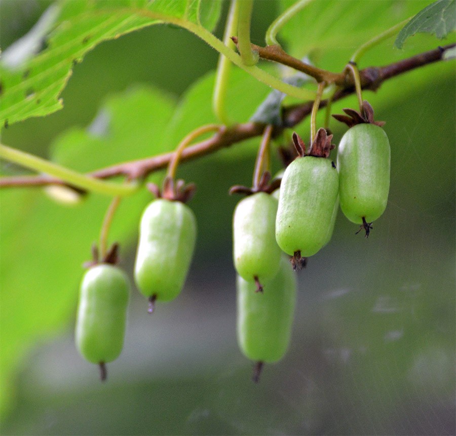 Превью изображения