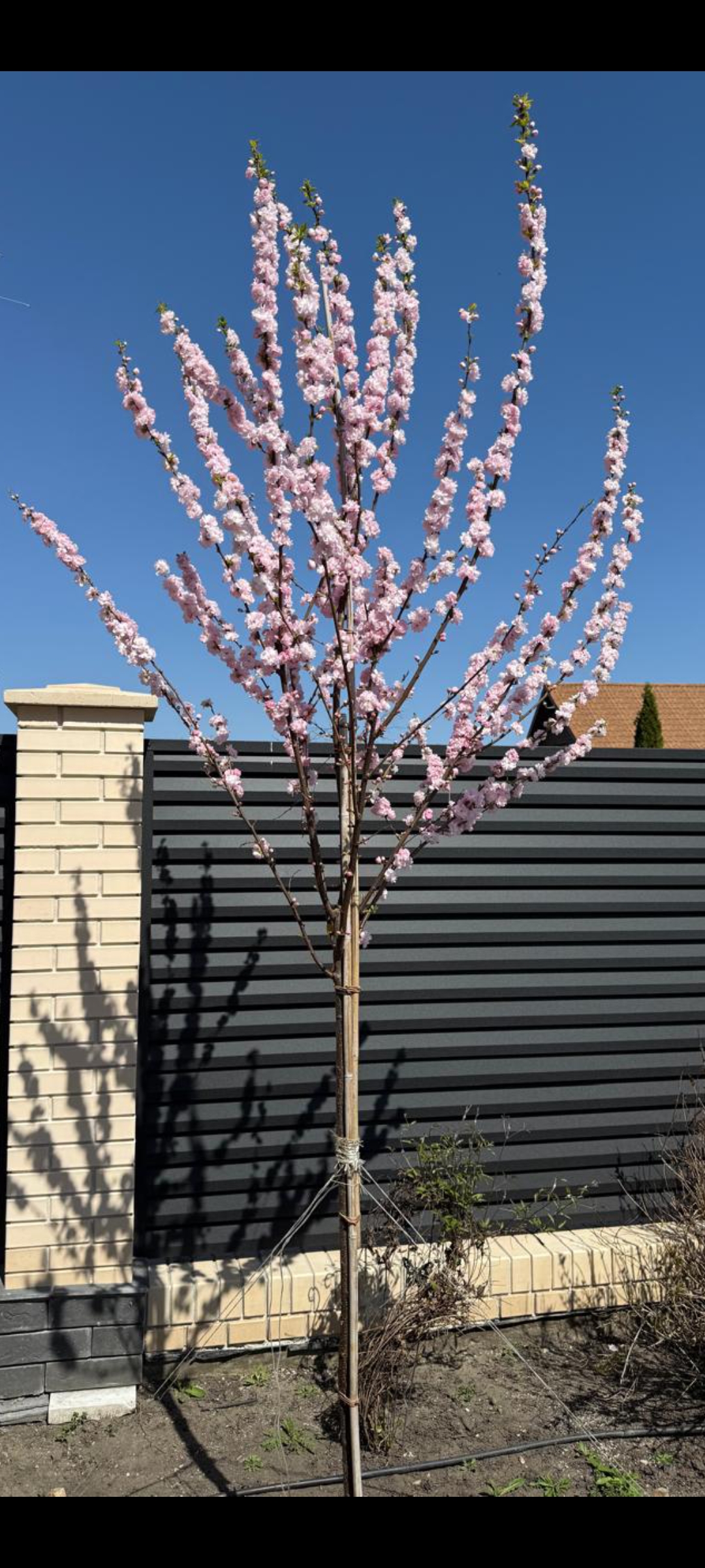 Превью изображения