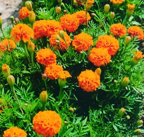 Превью изображения