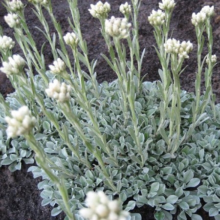 Превью изображения