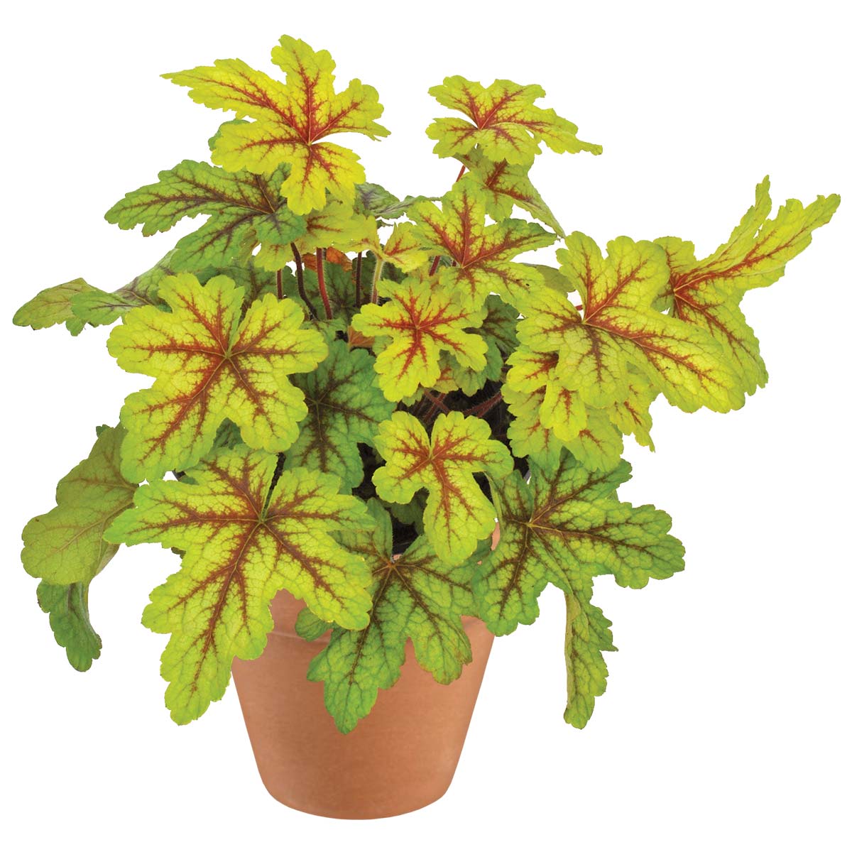 Превью изображения