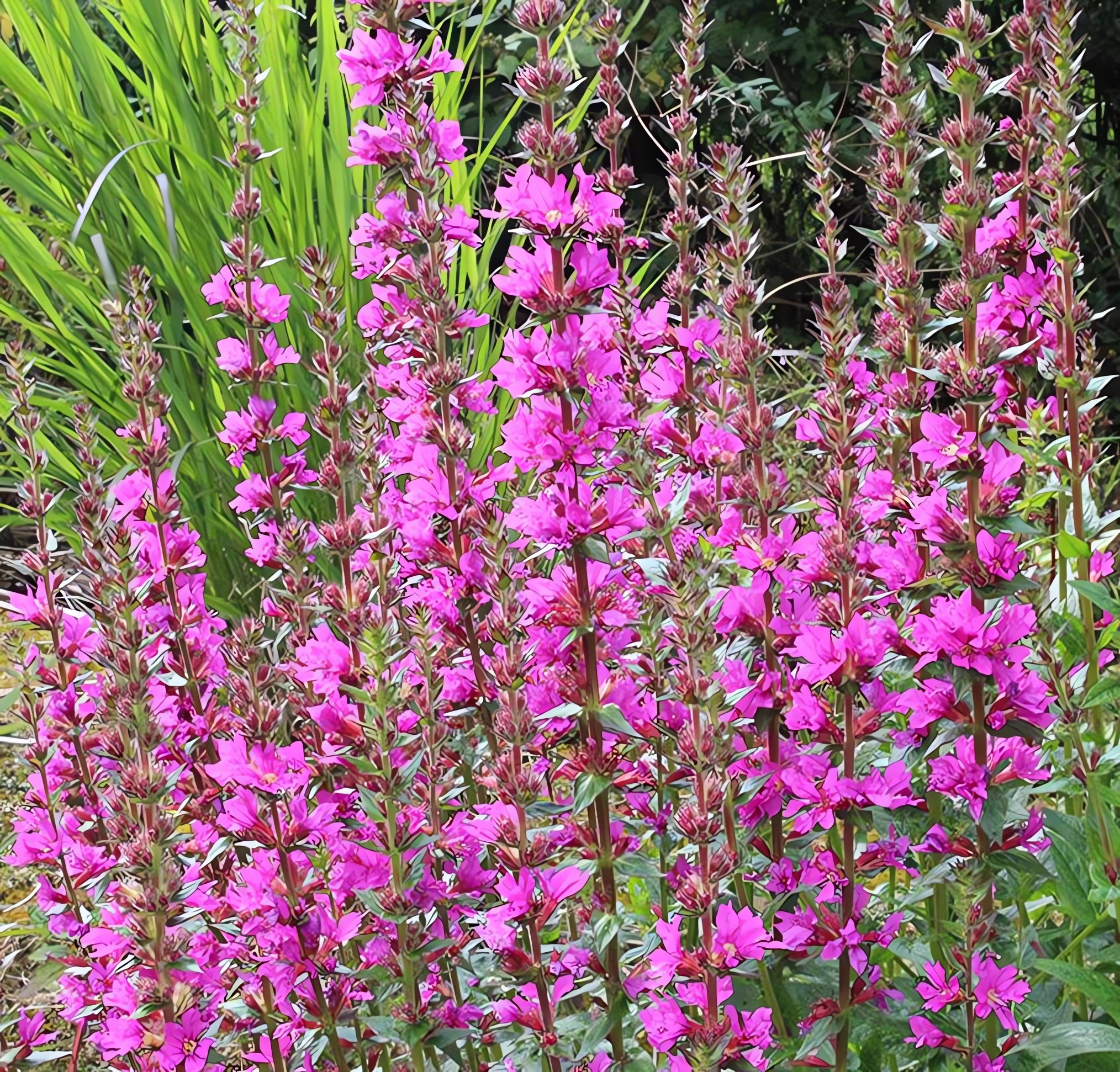 Превью изображения