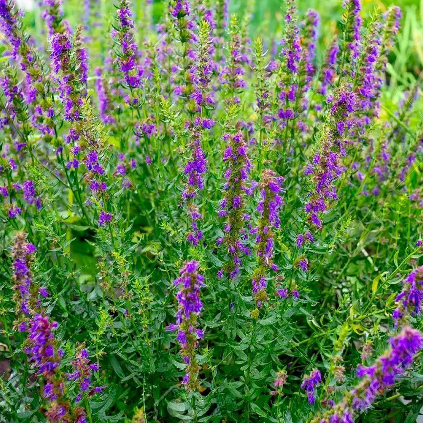 Превью изображения