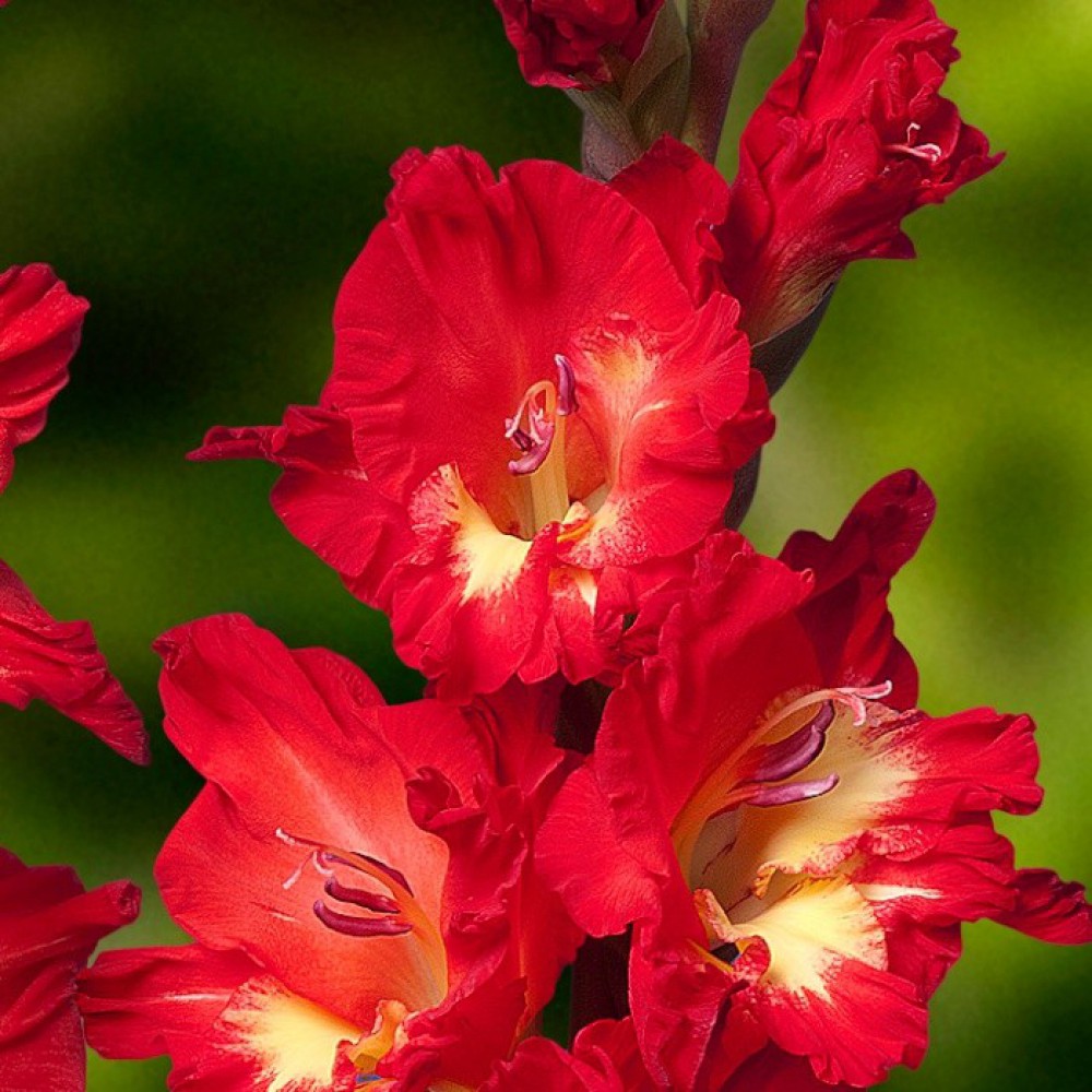 Превью изображения