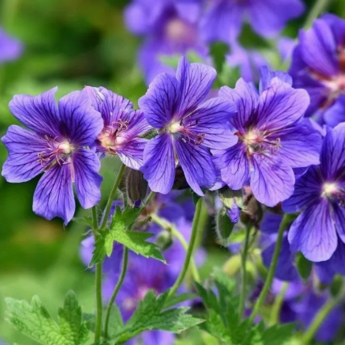 Превью изображения