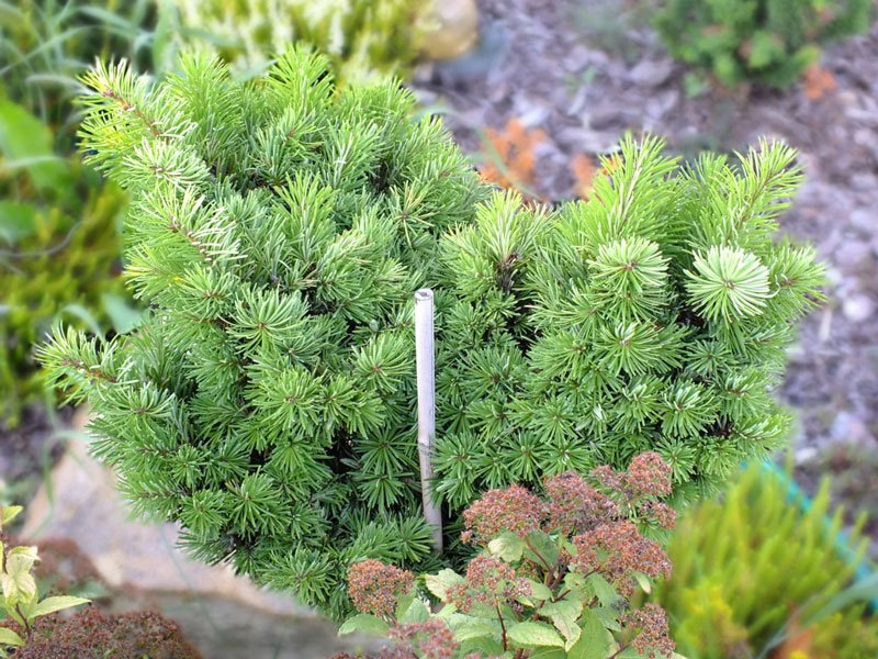 Превью изображения