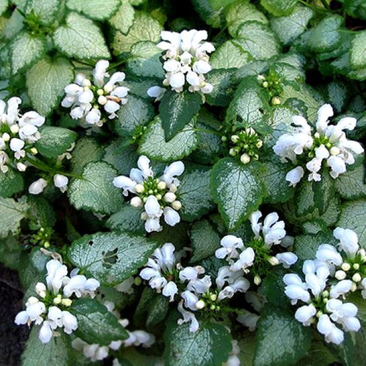 Превью изображения