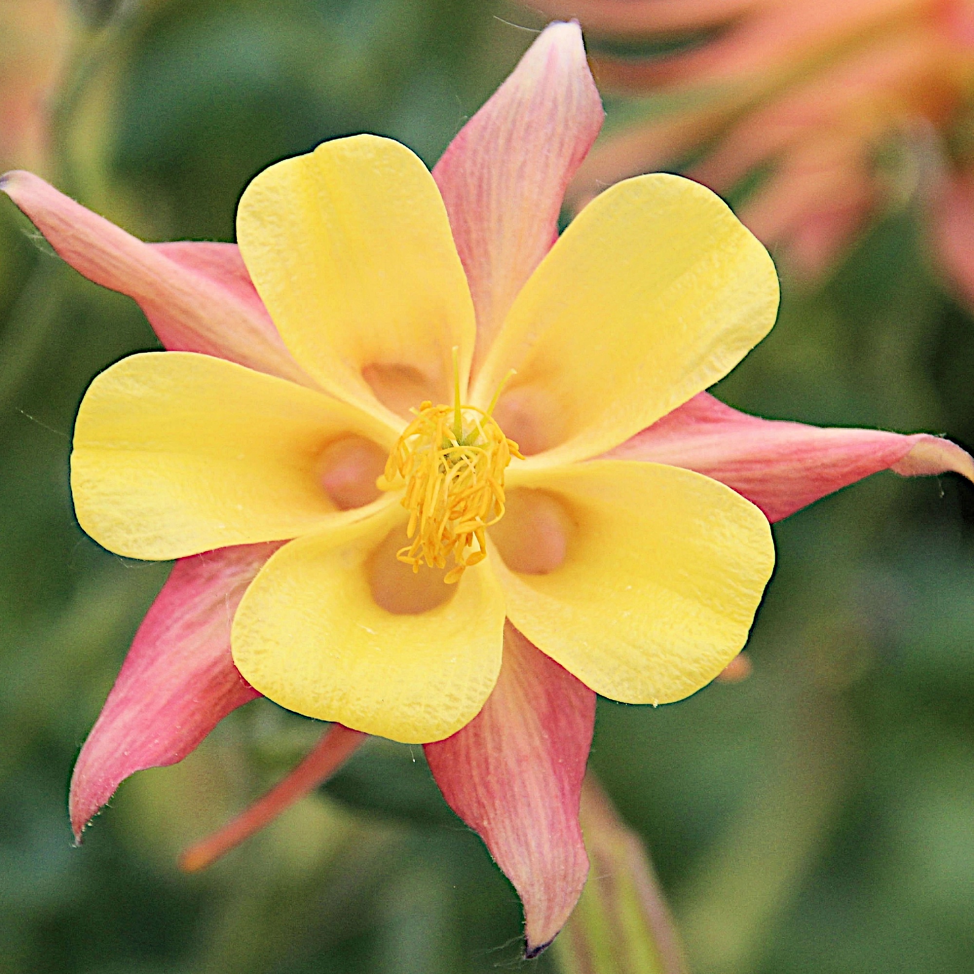 Превью изображения