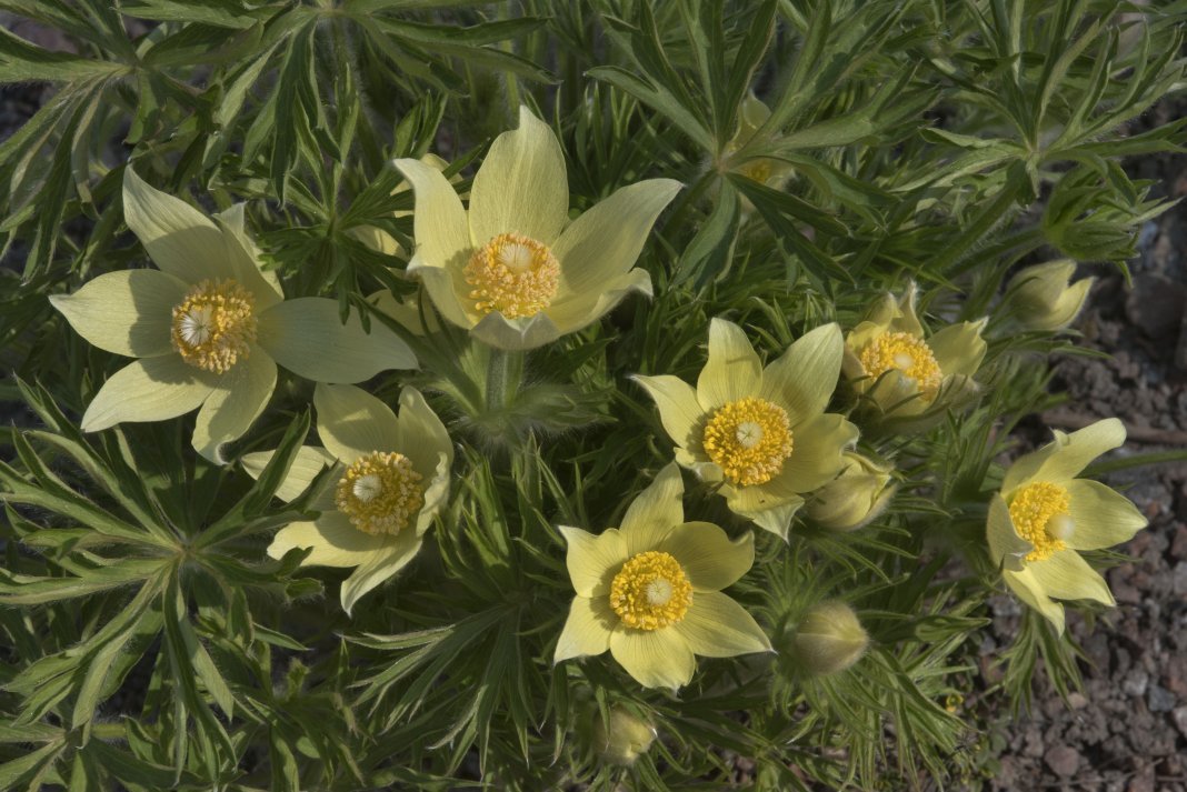 Превью изображения