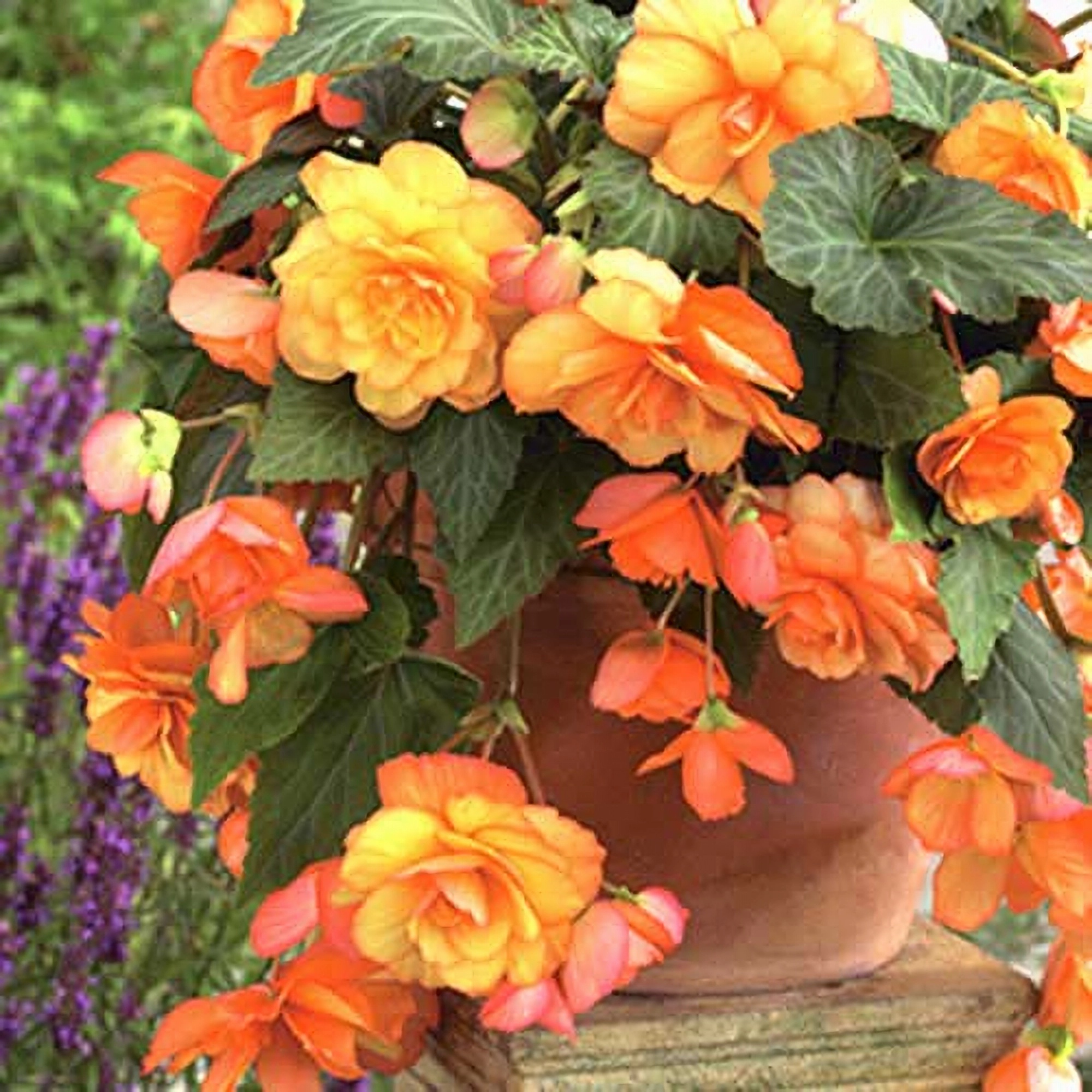 Превью изображения