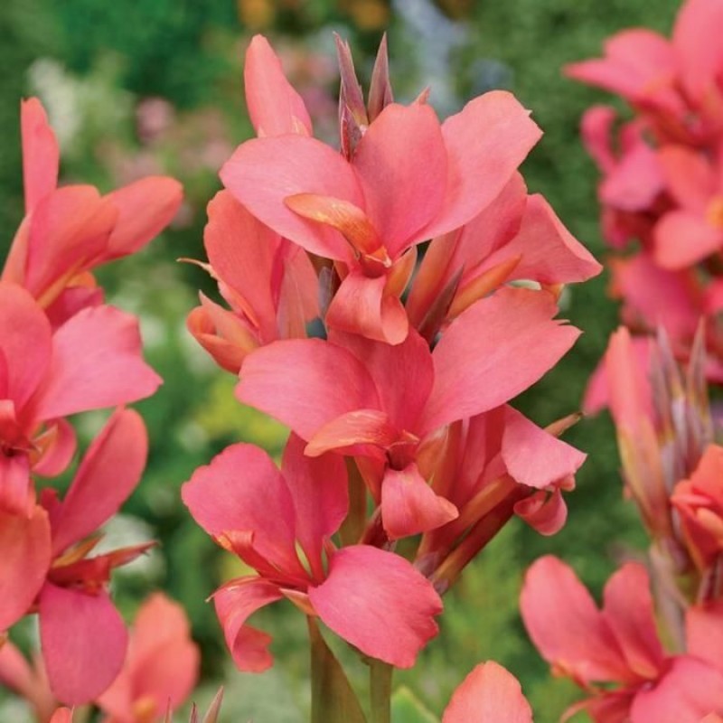 Превью изображения