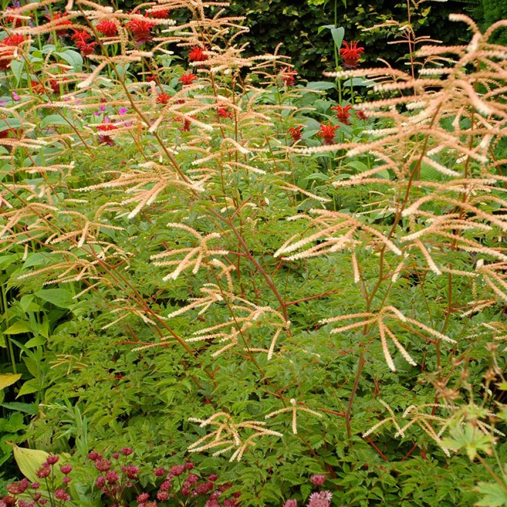 Превью изображения