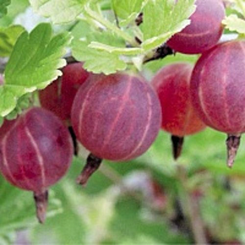 Превью изображения