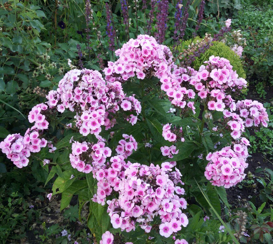 Превью изображения