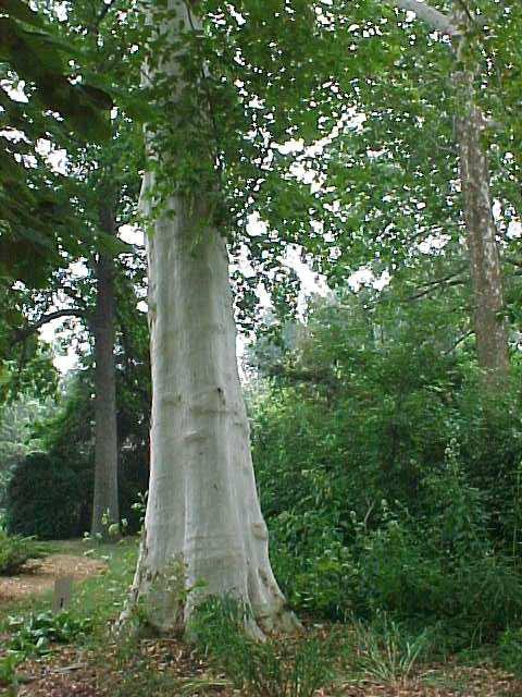 Превью изображения