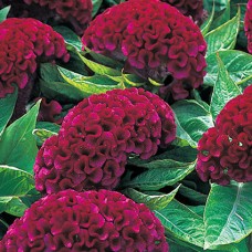 Превью изображения