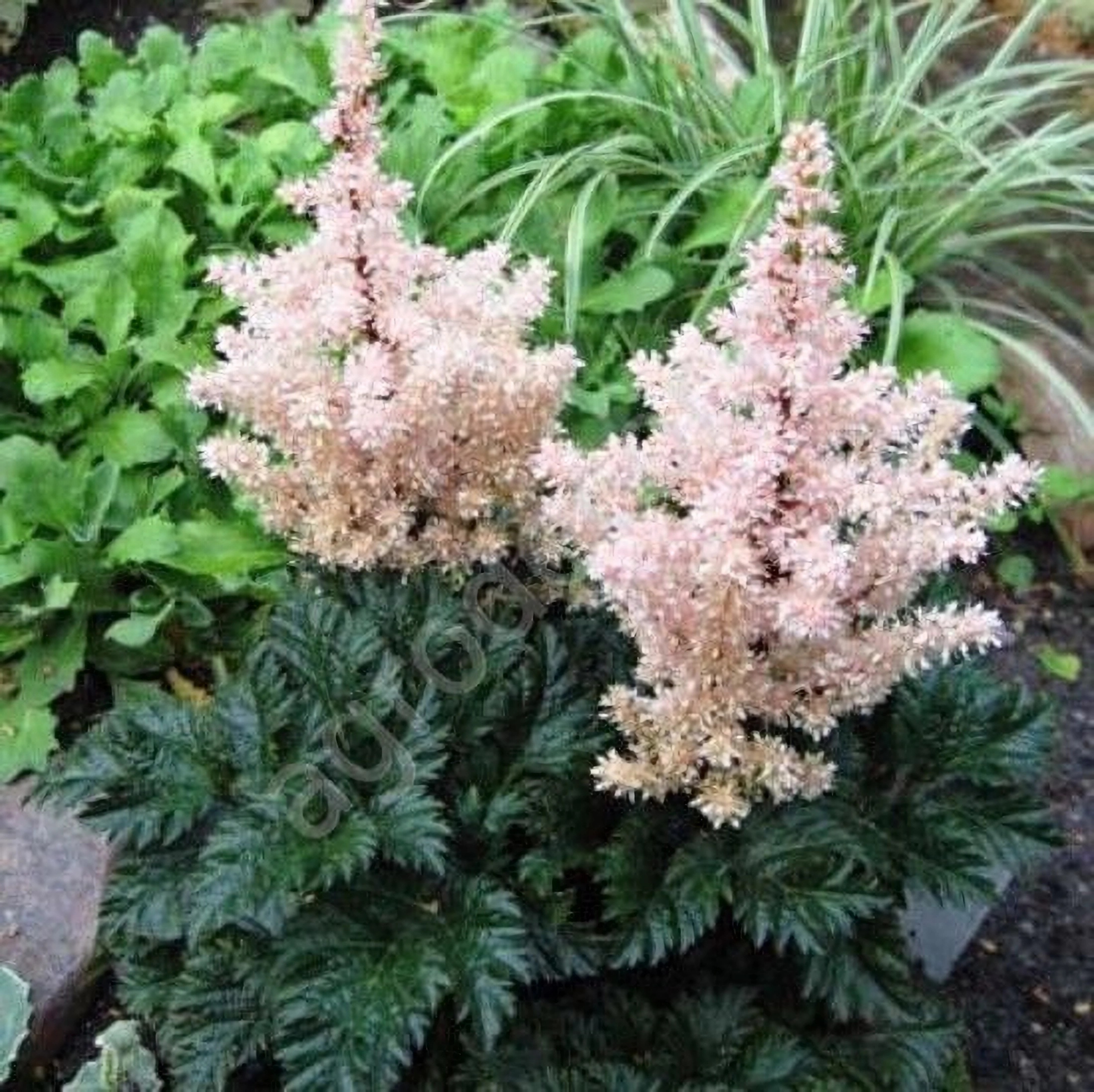 Превью изображения