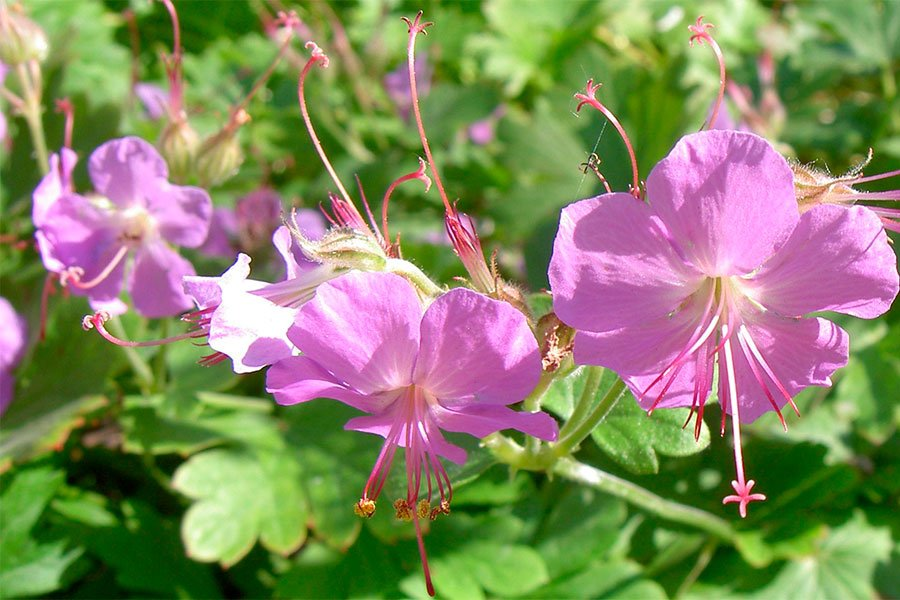 Превью изображения