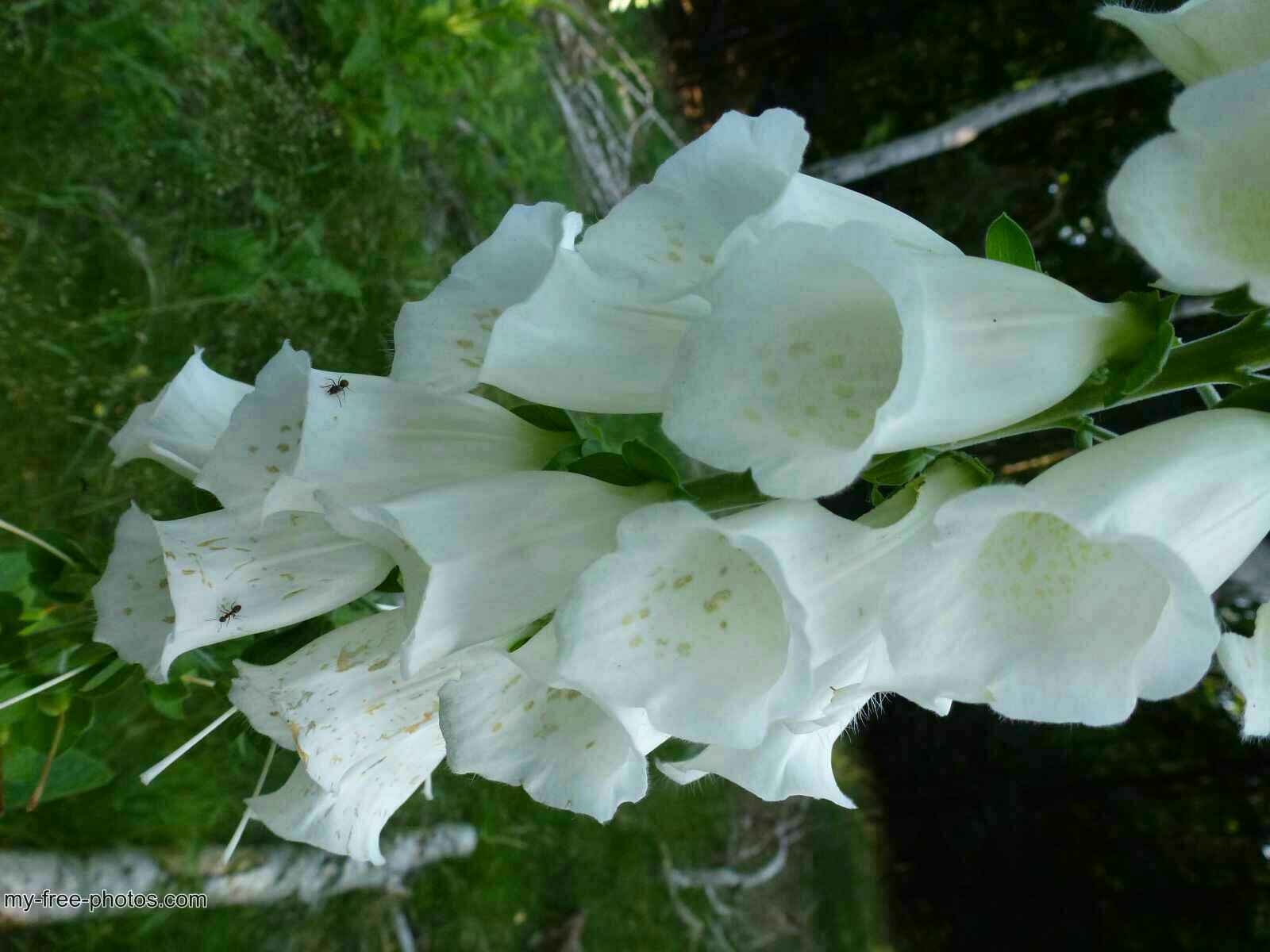 Превью изображения