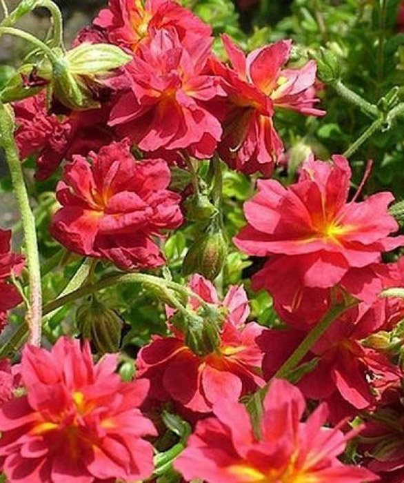 Превью изображения