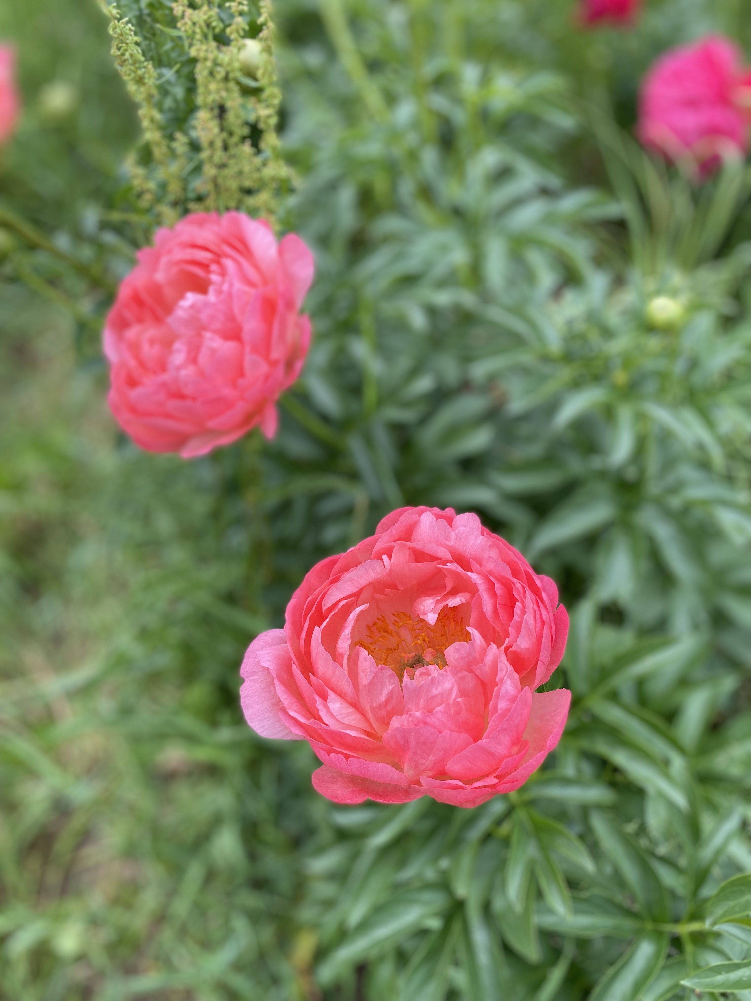 Превью изображения