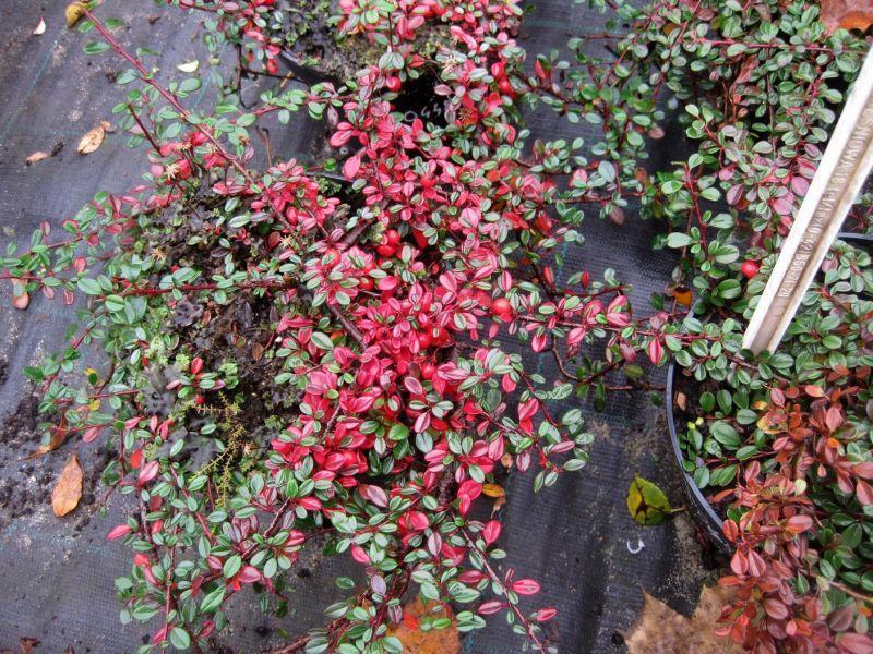 Превью изображения