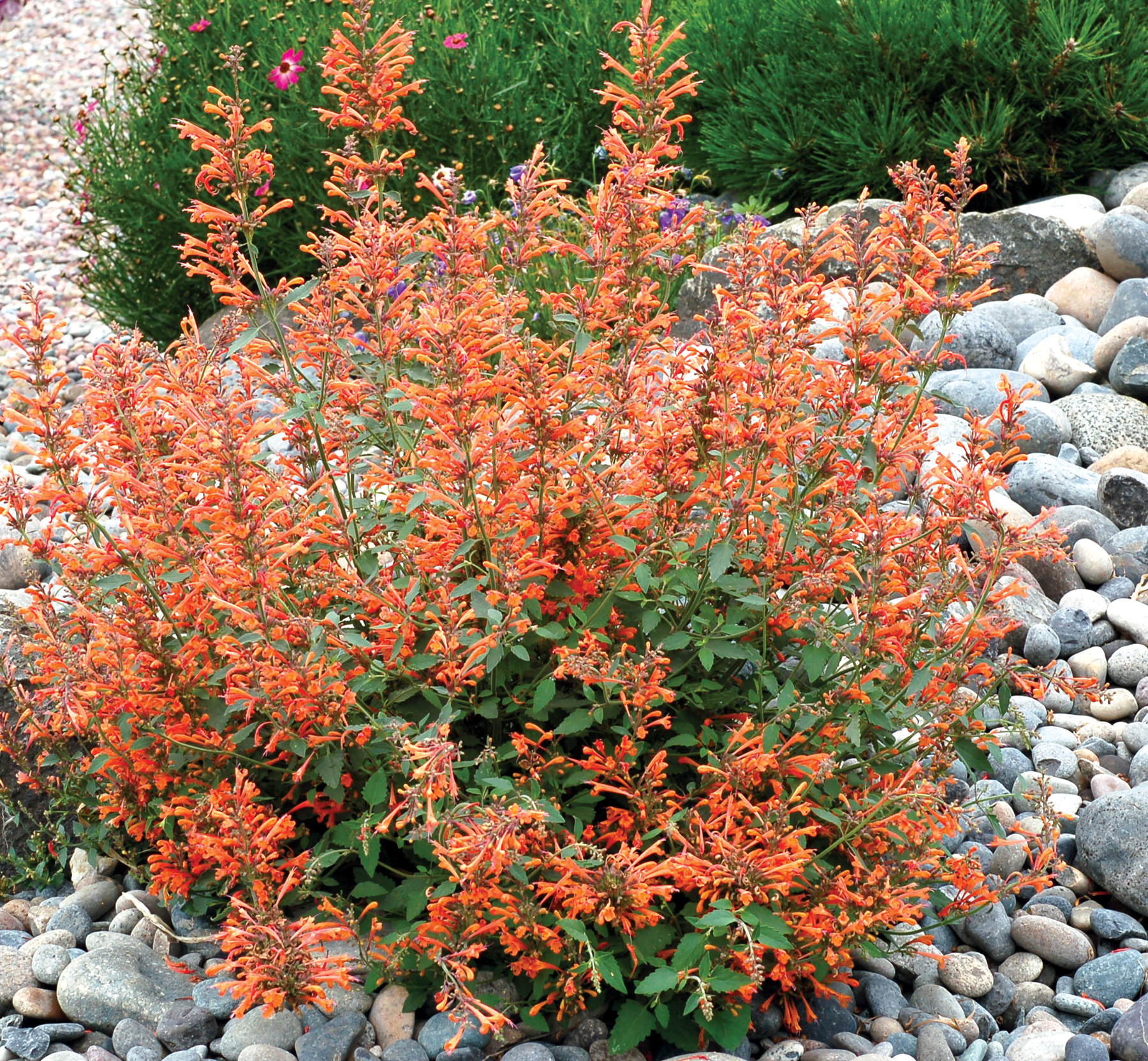 Превью изображения