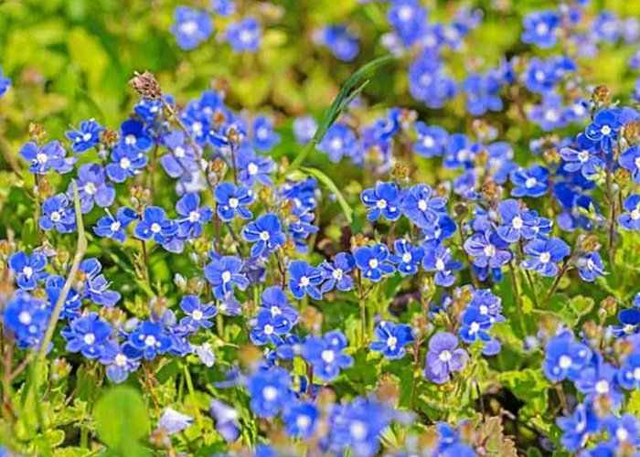 Превью изображения