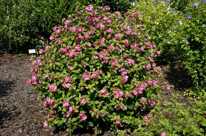 Превью изображения