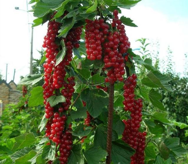 Превью изображения