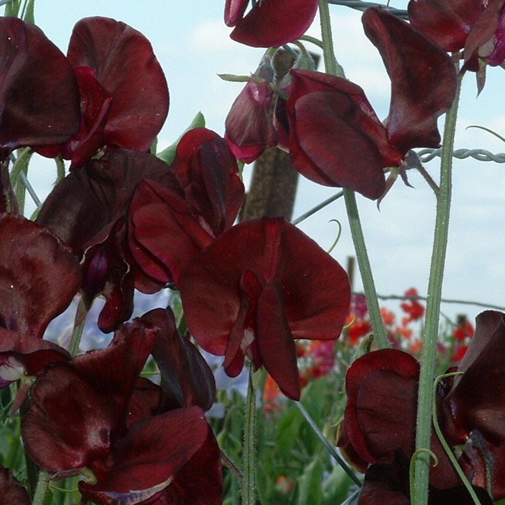 Превью изображения