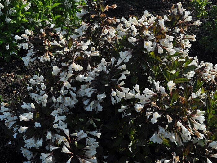 Превью изображения