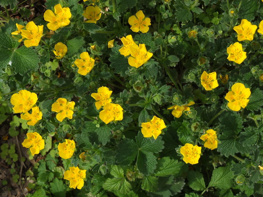 Превью изображения