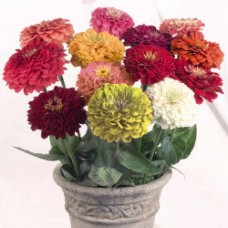 Превью изображения