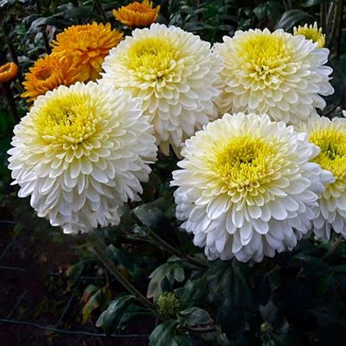 Превью изображения