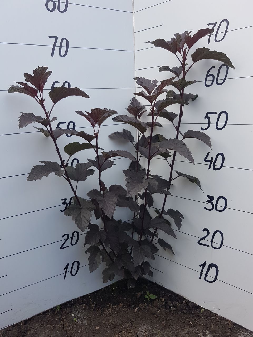 Превью изображения