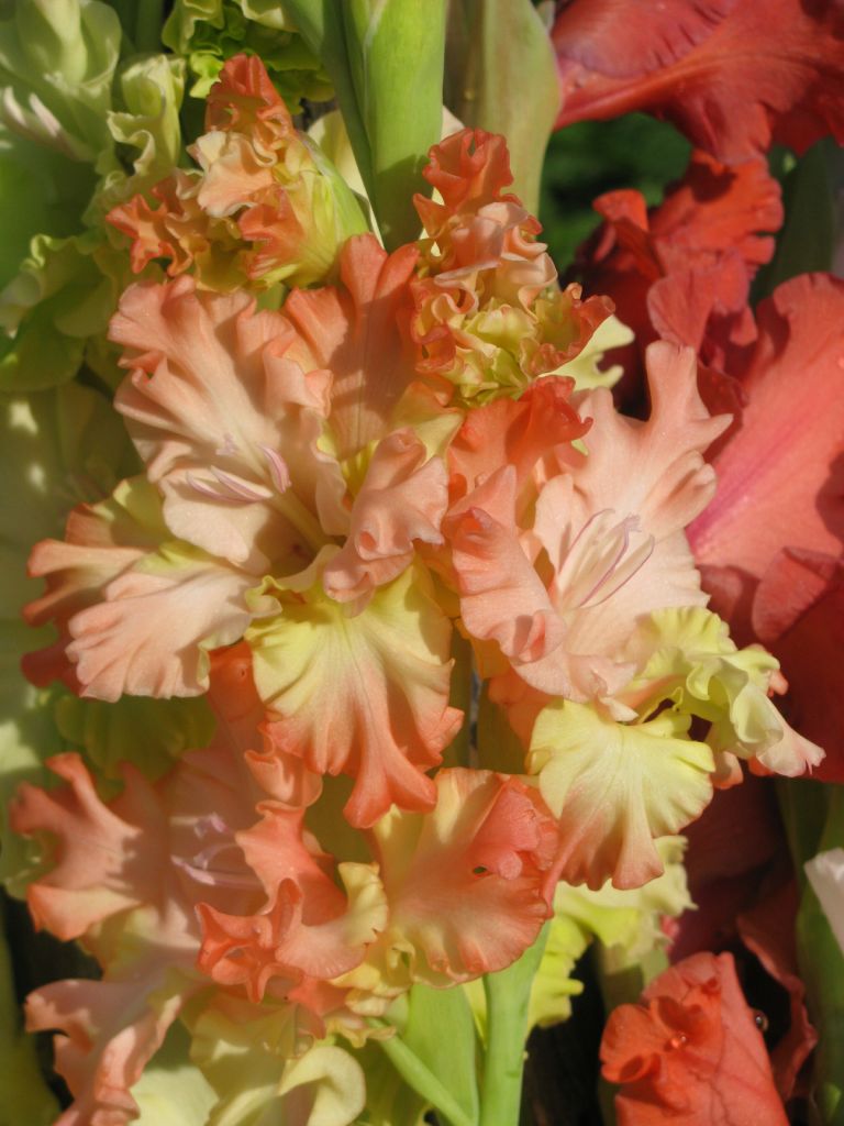 Превью изображения