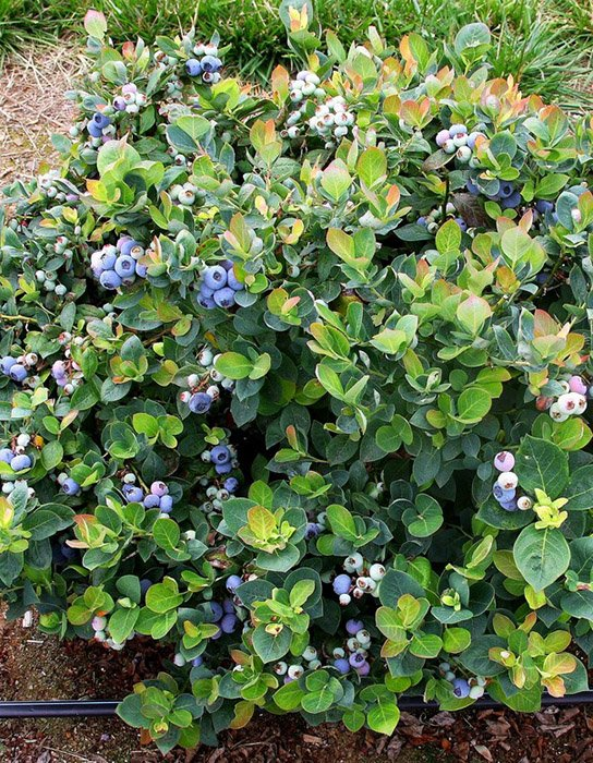 Превью изображения