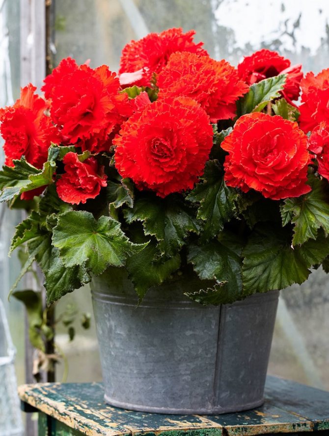 Превью изображения