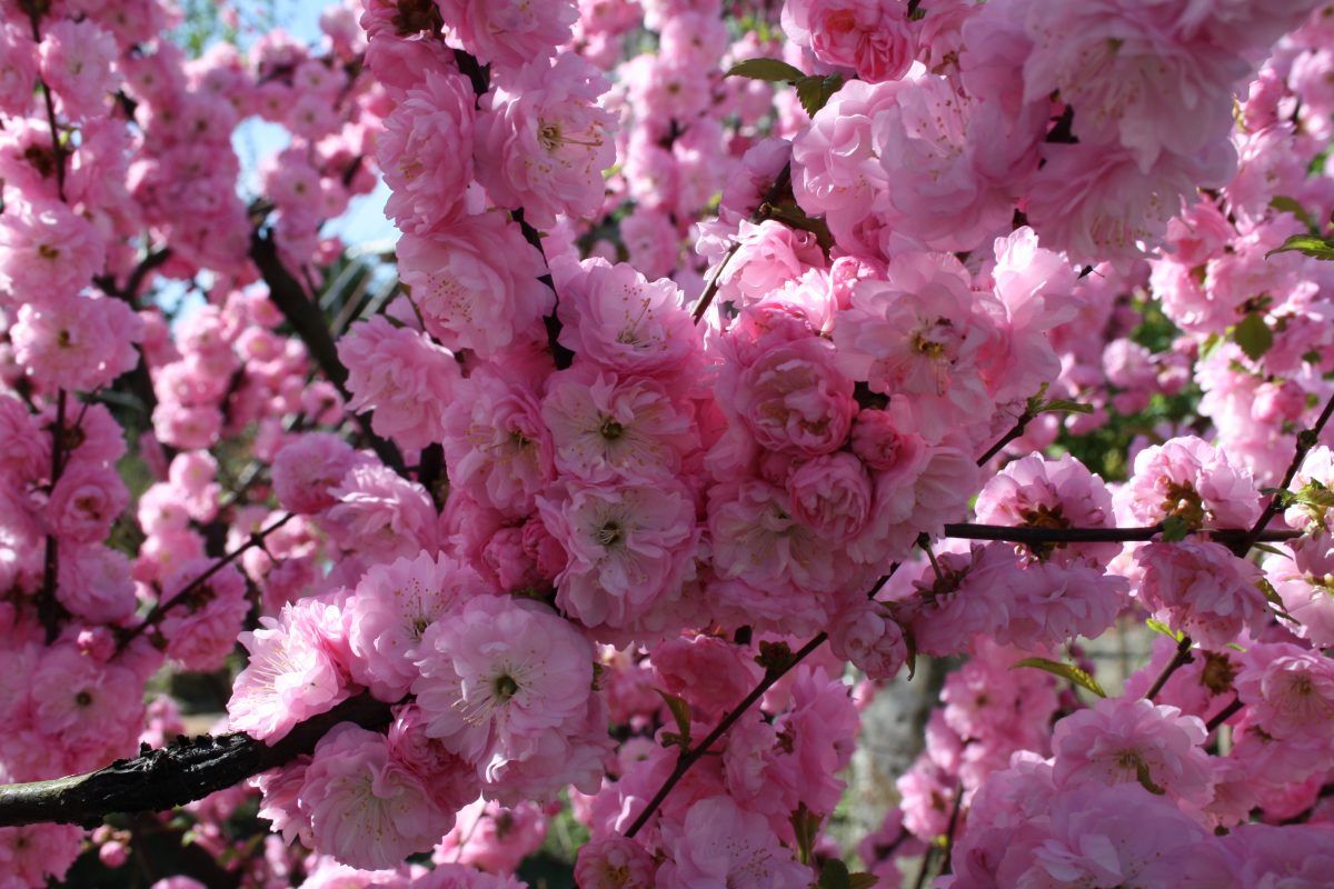 Превью изображения