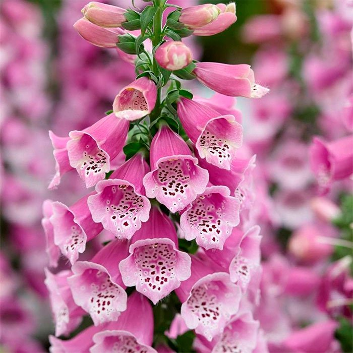 Превью изображения